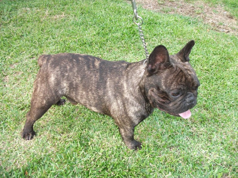 Publication : de trebuh'lls passion Auteur : alexin lambert