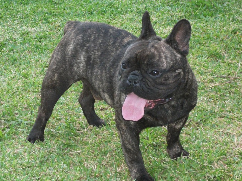 Publication : de trebuh'lls passion Auteur : alexin lambert