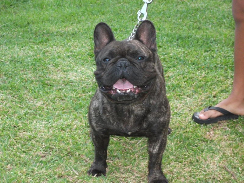 Publication : de trebuh'lls passion Auteur : alexin lambert