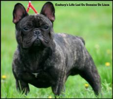 Publication : de trebuh'lls passion Auteur : alexin lambert