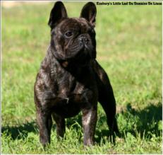 Publication : de trebuh'lls passion Auteur : alexin lambert