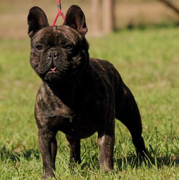 Publication : de trebuh'lls passion Auteur : alexin lambert