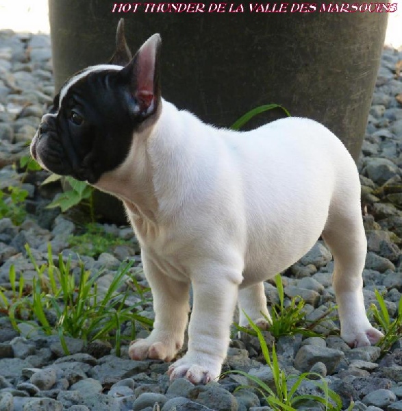 Publication : de trebuh'lls passion Auteur : wilfrid hubert