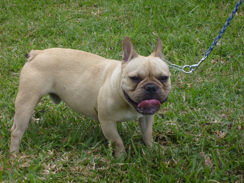 Publication : de trebuh'lls passion