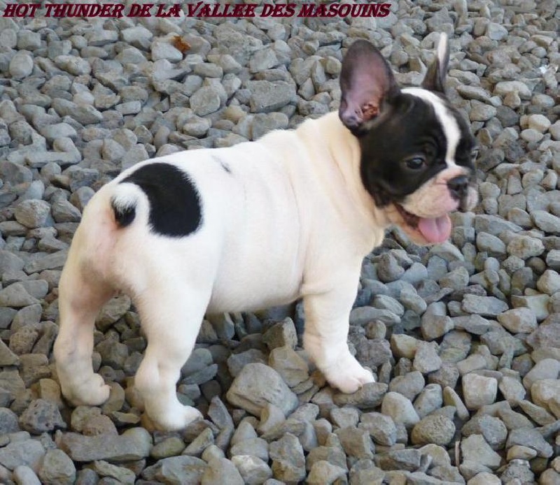 Publication : de trebuh'lls passion Auteur : wilfrid hubert