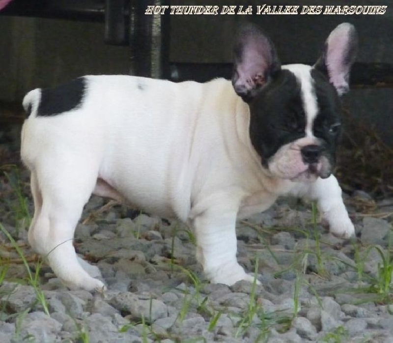 Publication : de trebuh'lls passion Auteur : wilfrid hubert