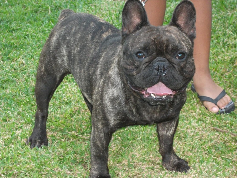 Publication : de trebuh'lls passion Auteur : alexin lambert