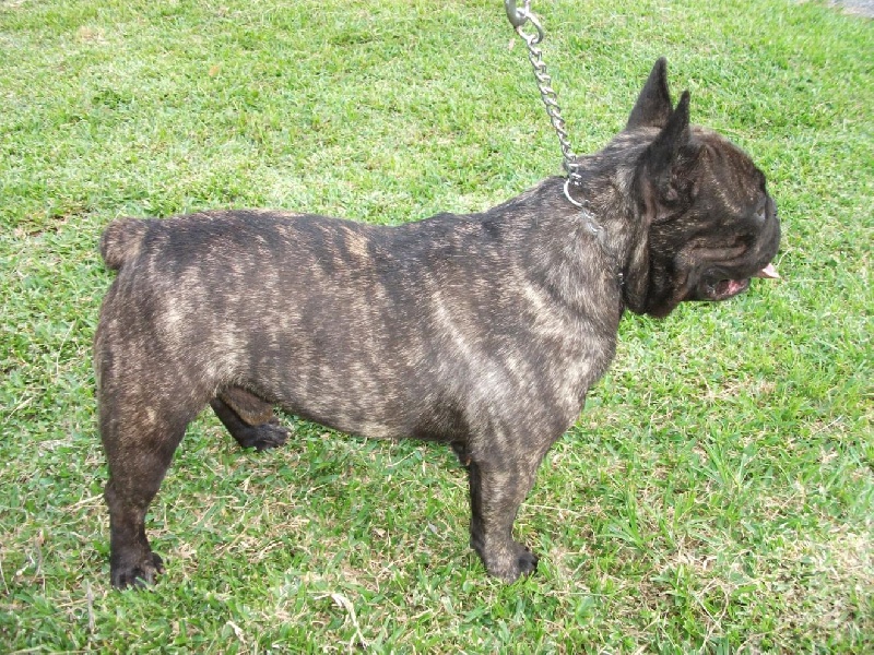 Publication : de trebuh'lls passion Auteur : alexin lambert