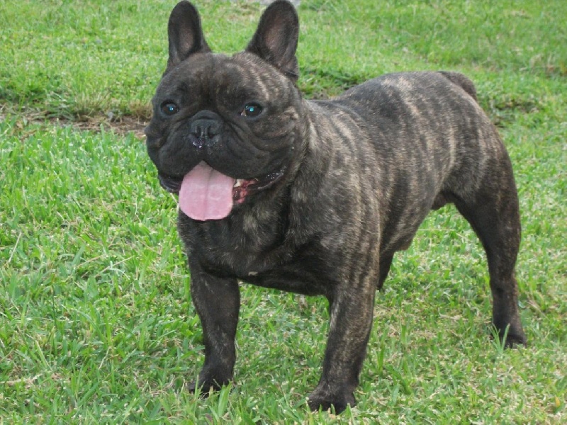 Publication : de trebuh'lls passion Auteur : alexin lambert