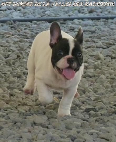 Publication : de trebuh'lls passion Auteur : wilfrid hubert