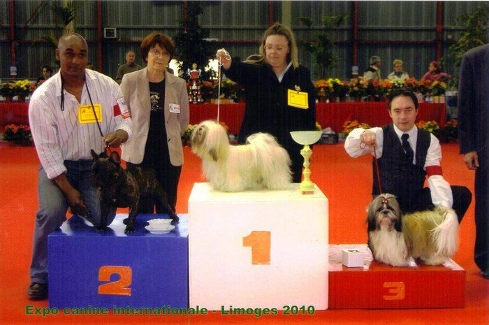 Ensbury's little lad Du domaine de liana - 1er EXC meilleur jeune male bringé et 2eme du groupe 9