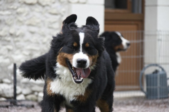 Publication : de la vallée de la Veude Auteur : Néron Chrystèle