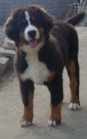 Publication : de la vallée de la Veude Auteur : Néron Chrystèle