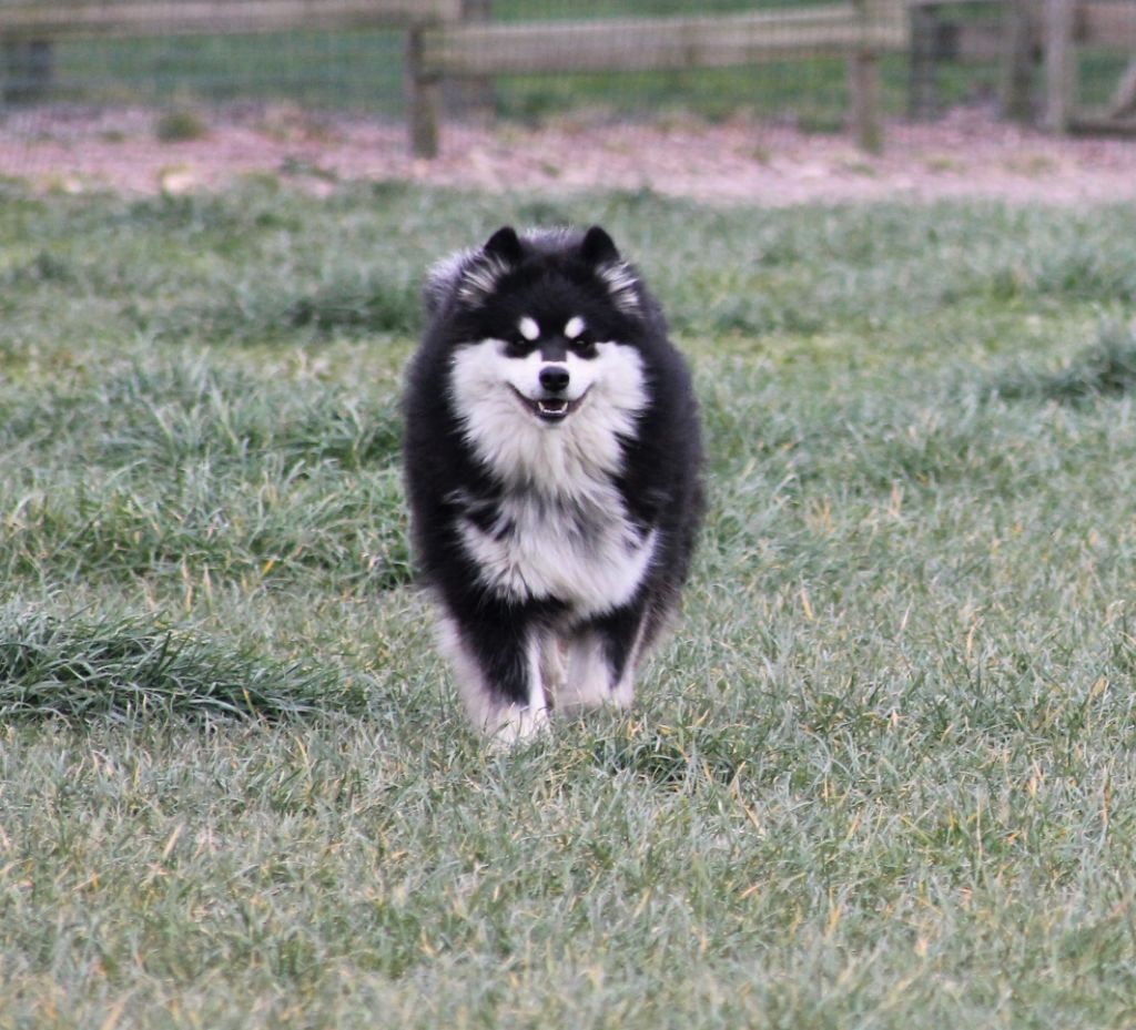 Accueil Elevage De La Vallée De La Veude Eleveur De