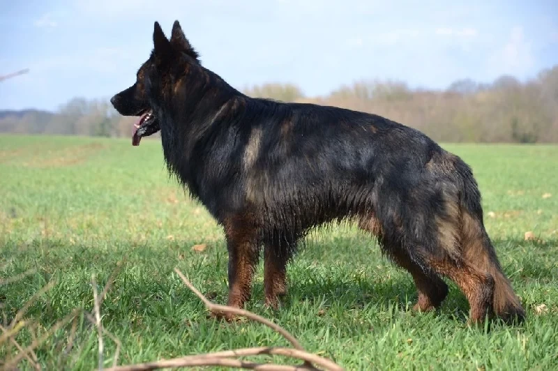 Publication : du clos Chalis