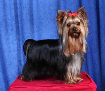 Publication : Wenwytes