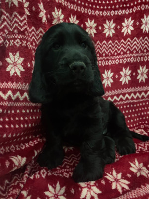 Les chiots de Cocker Spaniel Anglais