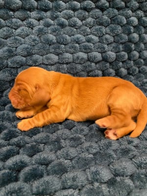 Boston - Cocker Spaniel Anglais