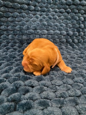 Cocker Spaniel Anglais