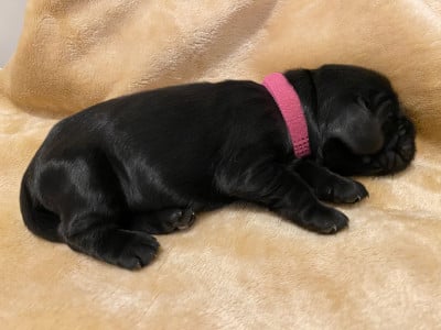 Black beauty - Cocker Spaniel Anglais