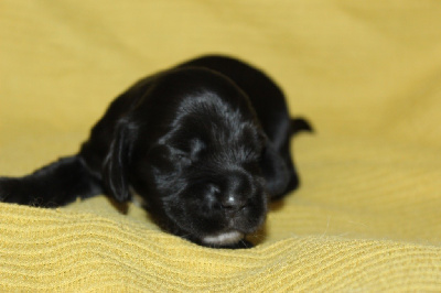 Cocker Spaniel Anglais