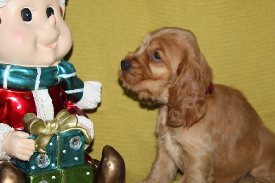 Les chiots de Cocker Spaniel Anglais