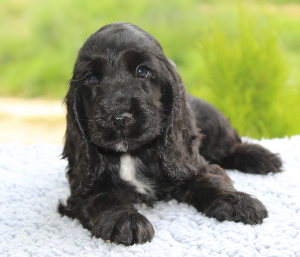Oggy - Cocker Spaniel Anglais
