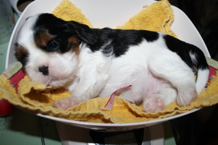 Publication : de Bettignies Auteur : tytgat