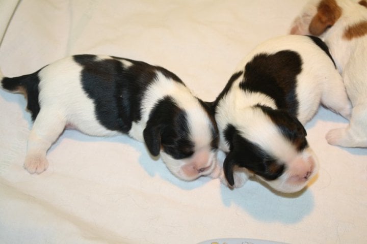 Publication : de Bettignies Auteur : tytgat