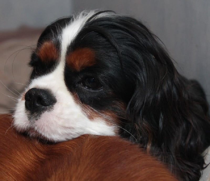 Publication : de Bettignies Auteur : tytgat