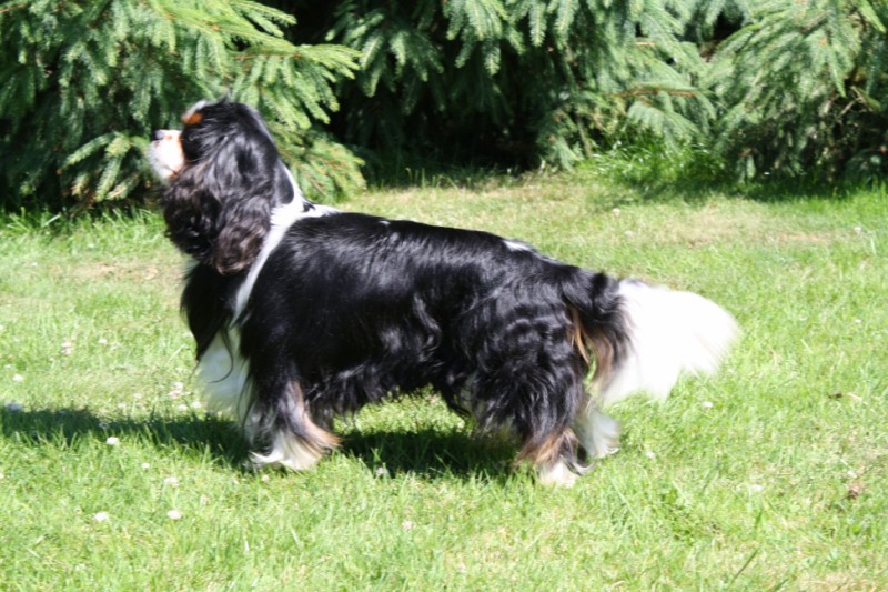 Publication : de Bettignies Auteur : tytgat