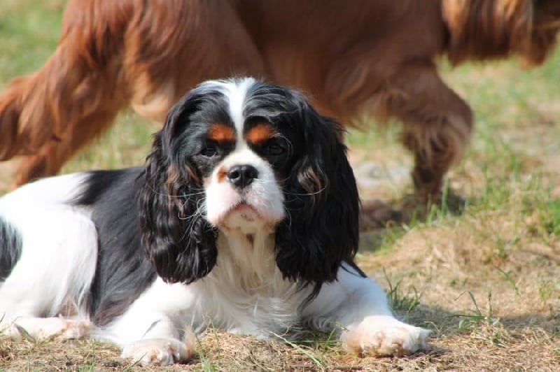 Publication : de Bettignies Auteur : tytgat