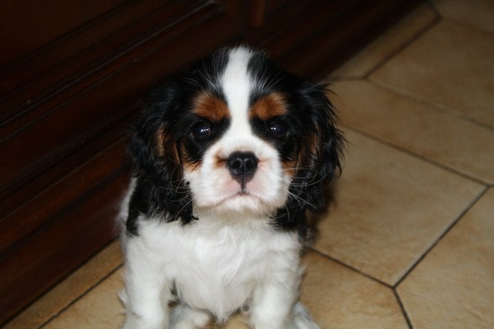 Publication : de Bettignies Auteur : tytgat