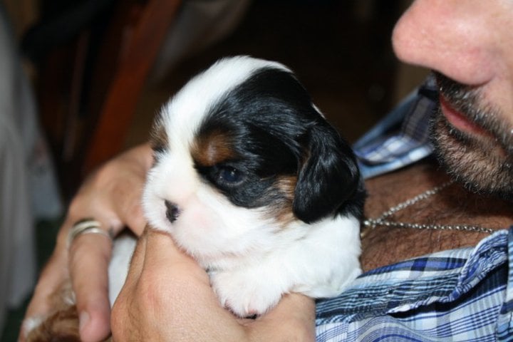 Publication : de Bettignies Auteur : tytgat