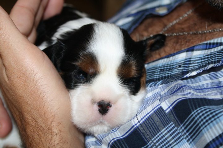 Publication : de Bettignies Auteur : tytgat