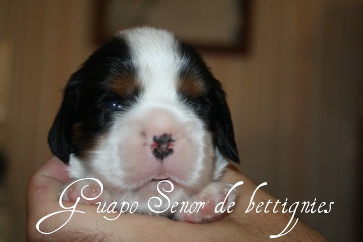 Publication : de Bettignies Auteur : tytgat