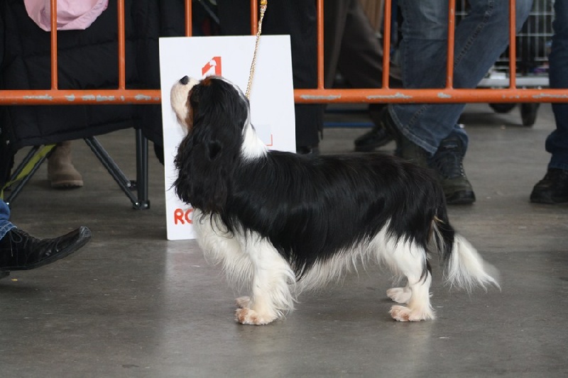 CH. Guapo senor de Bettignies - 1er Exc Inter CAC