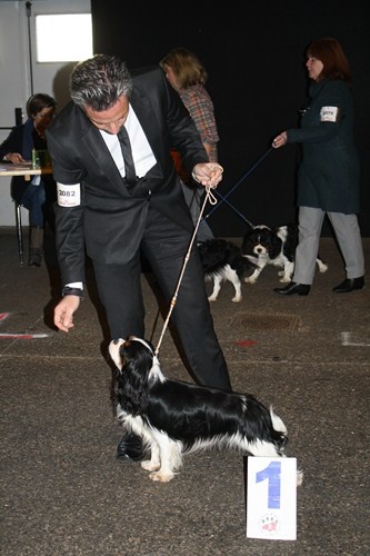 CH. Guapo senor de Bettignies - 1er exc classe Inter CACS