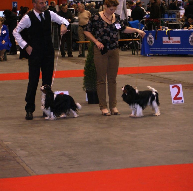 CH. Carham Beau gosse - 1er exc classe champion CAC