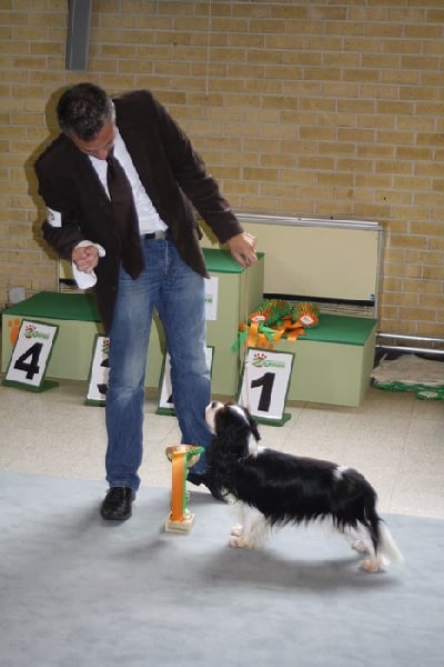 CH. Guapo senor de Bettignies - 1er exc Classe Champion
