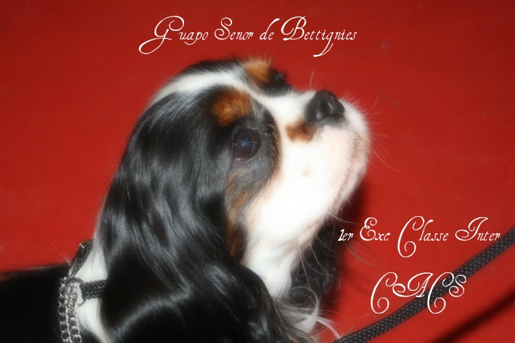 CH. Guapo senor de Bettignies - 1er Exc Classe Inter CACS