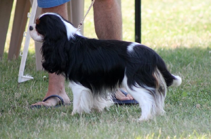 CH. Guapo senor de Bettignies - 1er Exc Classe Champion