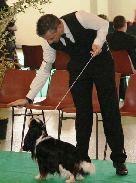 CH. Carham Beau gosse - 1 er exc classe champion