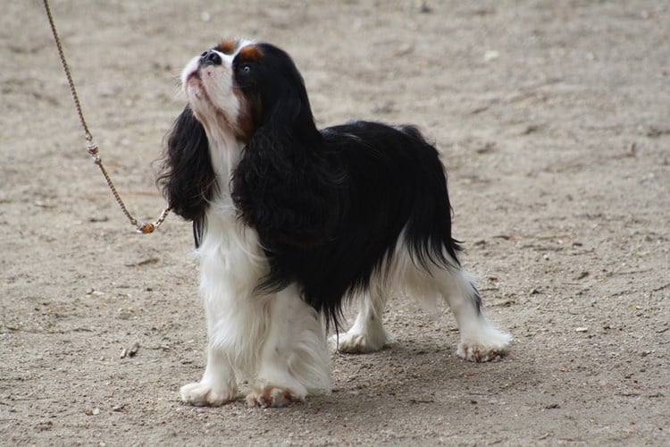 CH. Guapo senor de Bettignies - 1er exc Classe Champion