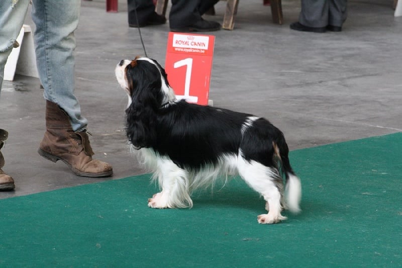 CH. Guapo senor de Bettignies - 1er exc Classe Champion