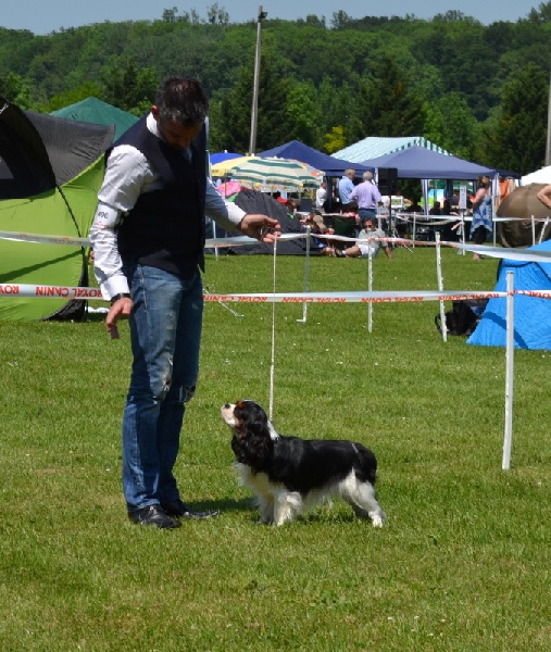 CH. Guapo senor de Bettignies - 1er exc classe jeune