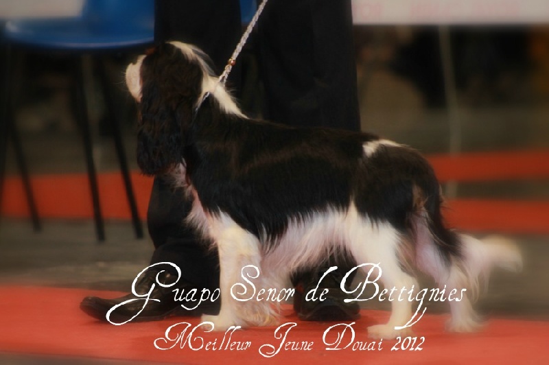 CH. Guapo senor de Bettignies - 1er exc classe jeune MEILLEUR JEUNE