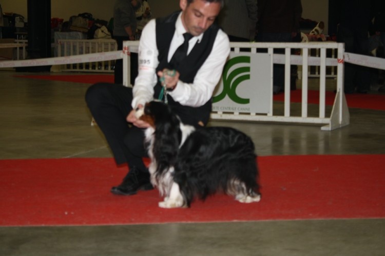 CH. Carham Beau gosse - 1er exc Classe Champion