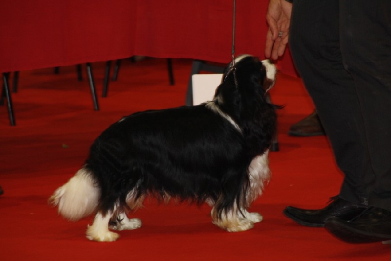 CH. Carham Beau gosse - 1er Excellent Classe Champion