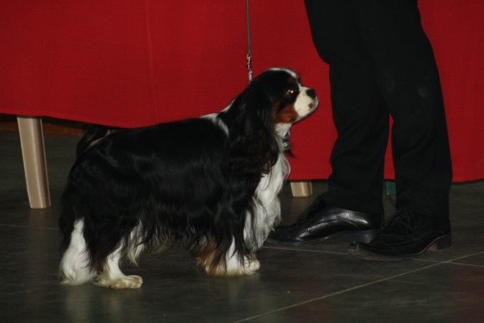 CH. Carham Beau gosse - 1er exc Classe Champion